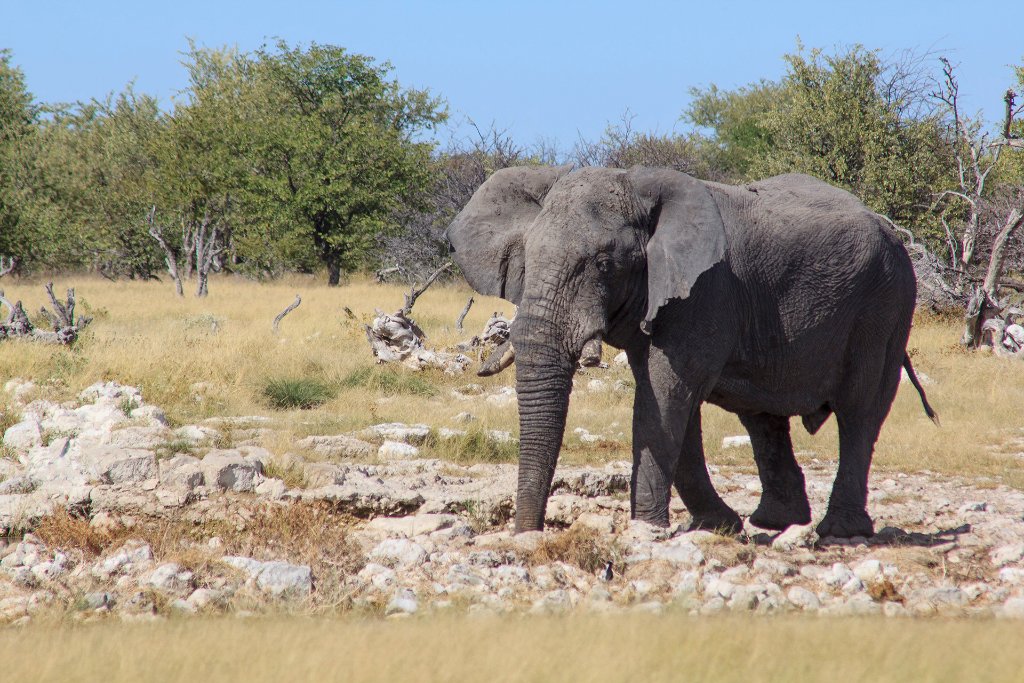 07-Lonely elephant.jpg - Lonely elephant